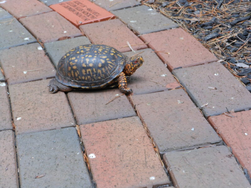 Eastern Box Turtle